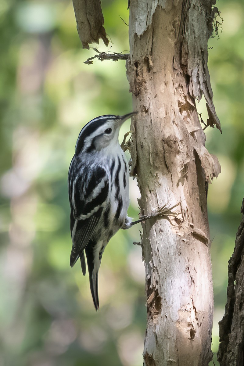 Black-and-white Warbler - ML608901652