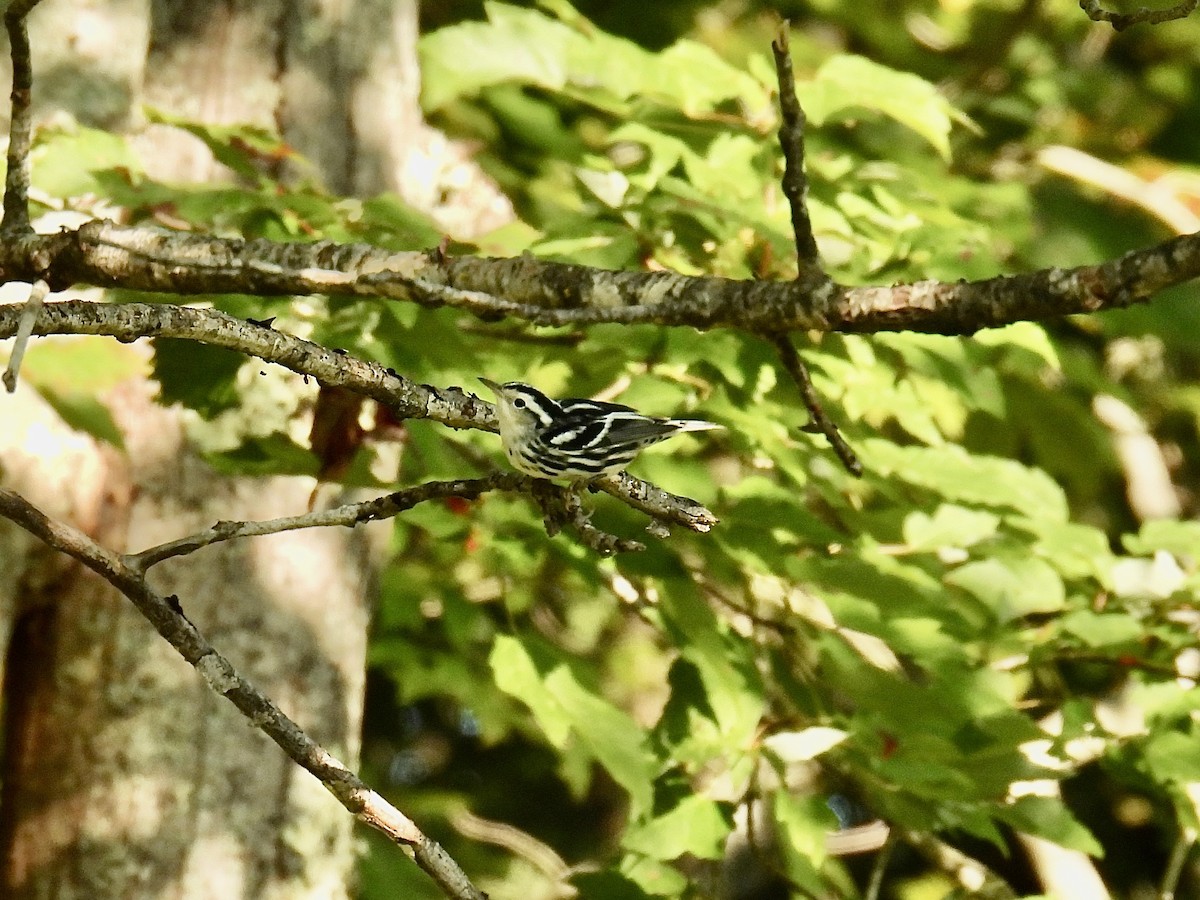 Black-and-white Warbler - ML608901662