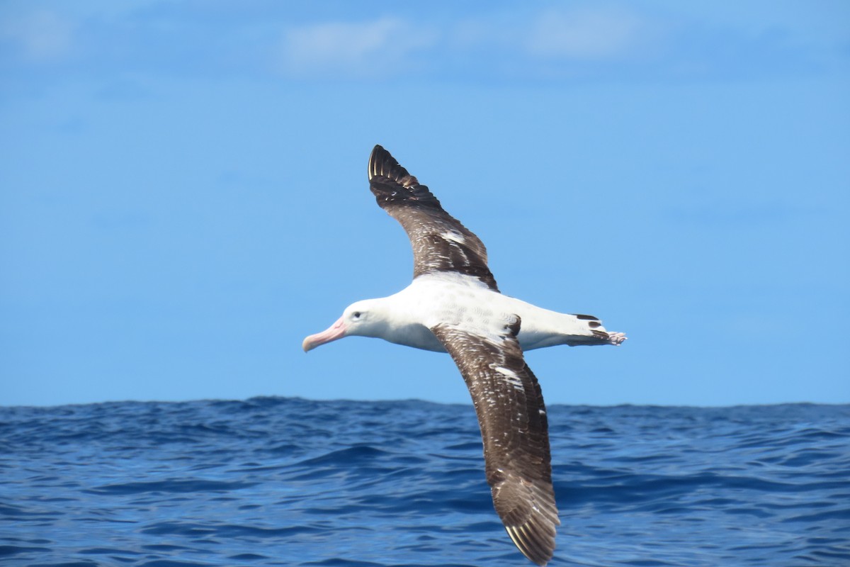 Albatros hurleur (gibsoni) - ML608901689