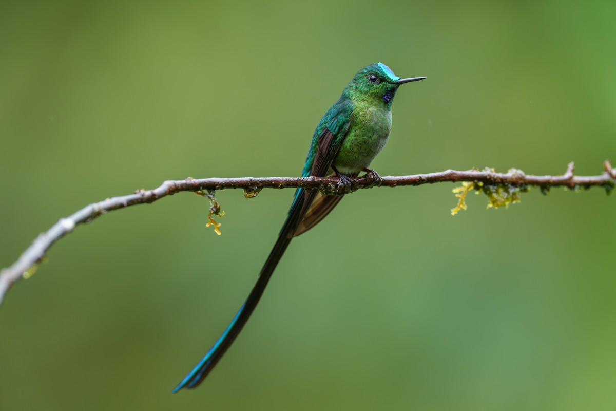 Long-tailed Sylph - ML608901694