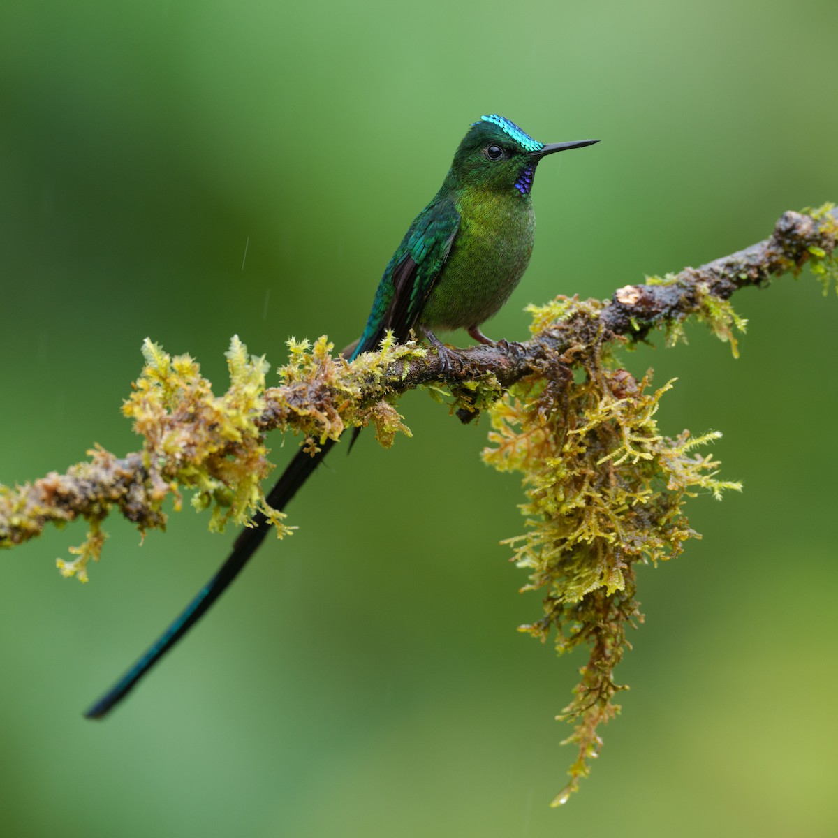 Long-tailed Sylph - ML608901696