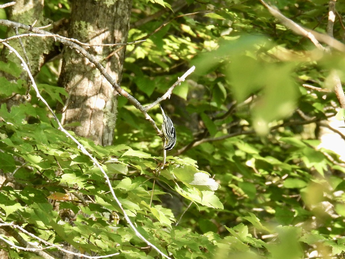 Black-and-white Warbler - ML608901712