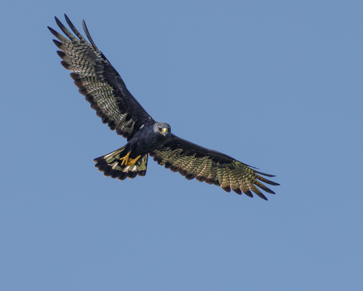 Zone-tailed Hawk - ML608901860