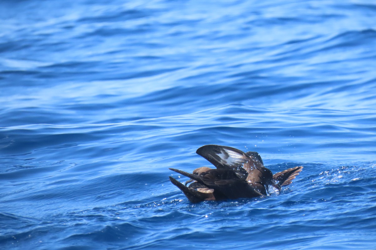Flesh-footed Shearwater - ML608901867