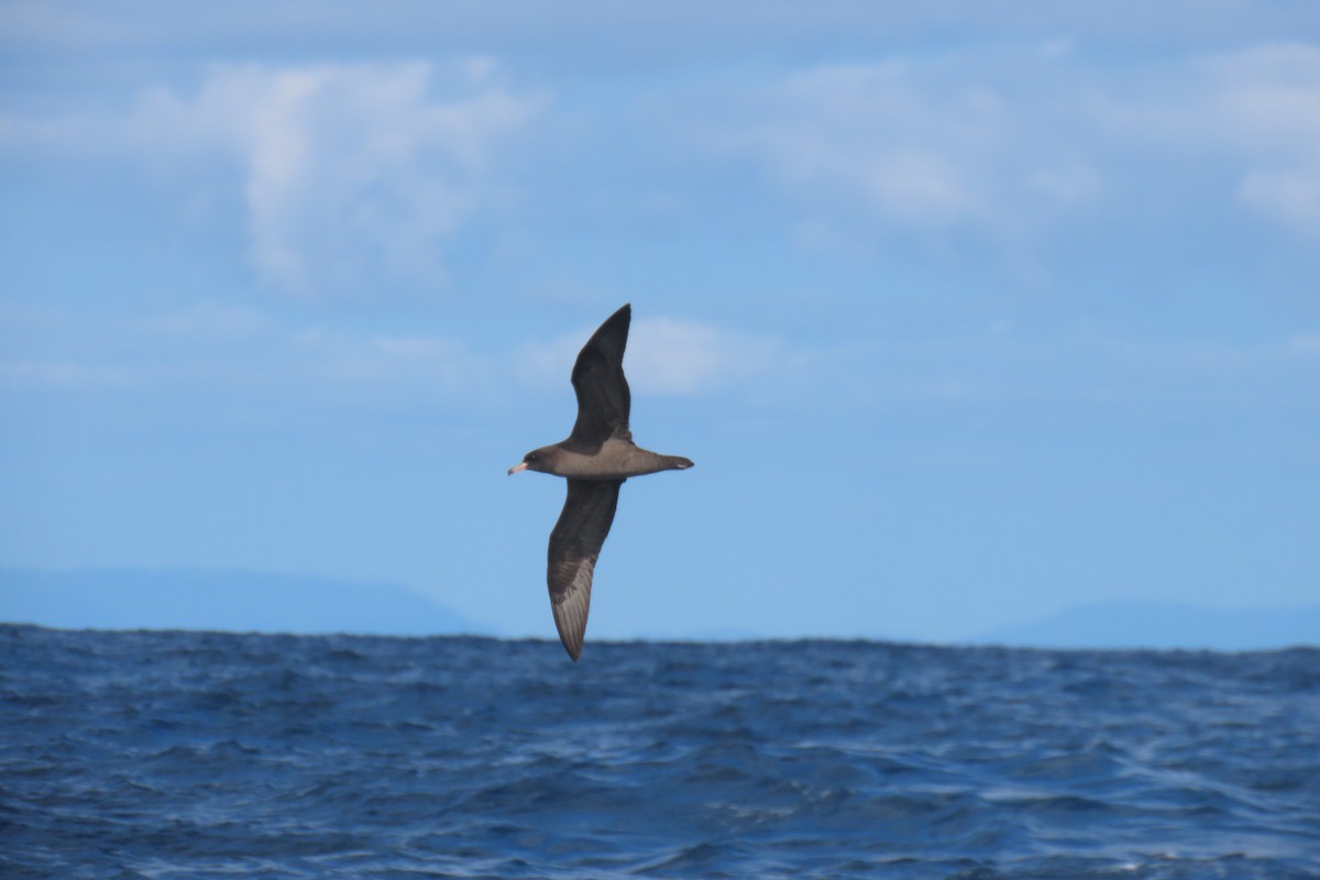 Flesh-footed Shearwater - ML608902028