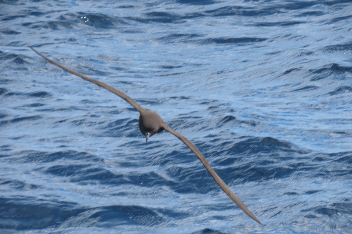 Flesh-footed Shearwater - ML608902041