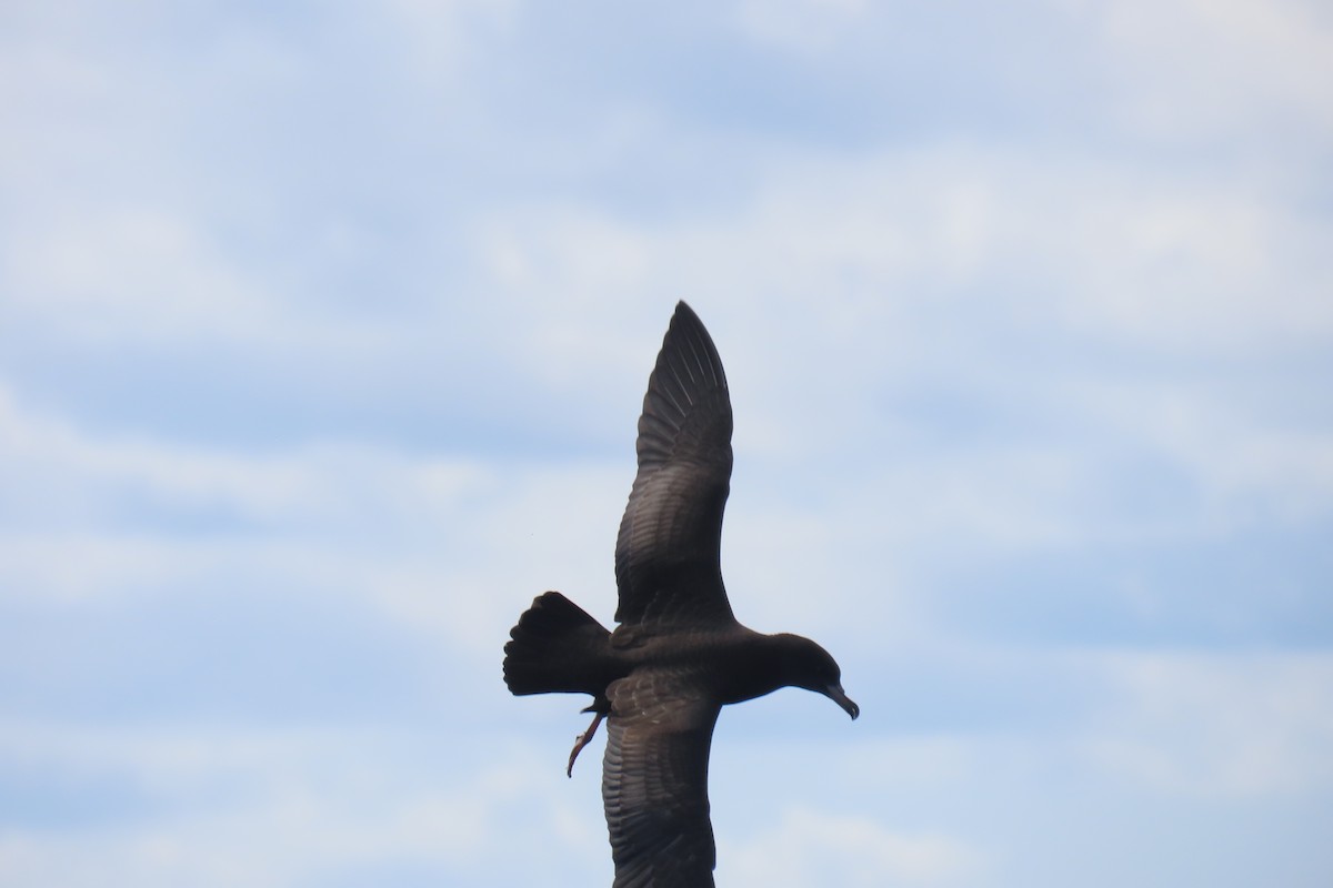 Flesh-footed Shearwater - ML608902049