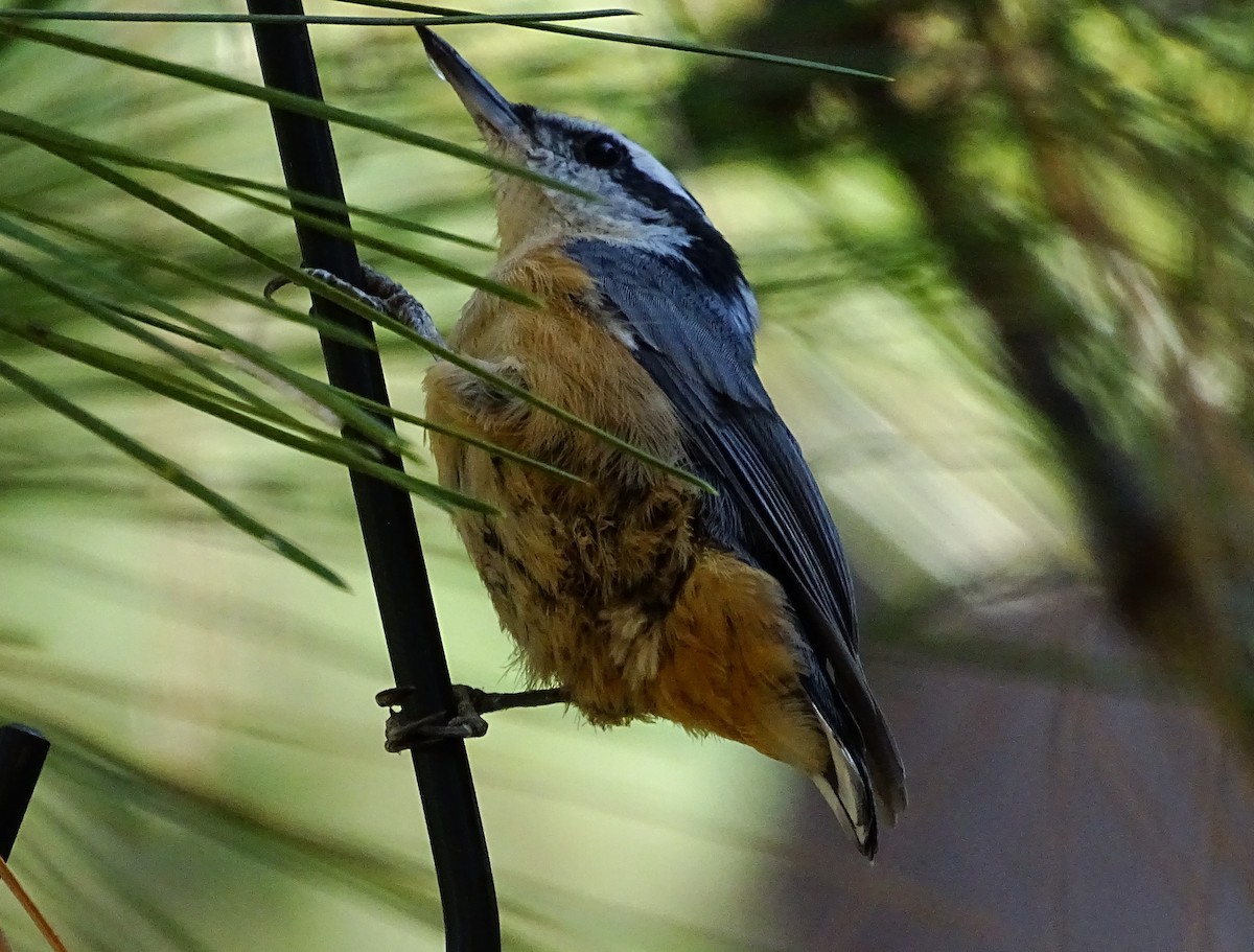 Red-breasted Nuthatch - ML608902335
