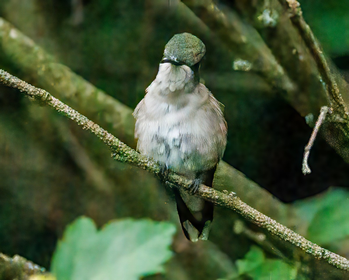 Ruby-throated Hummingbird - ML608902371