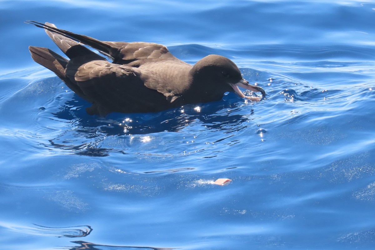 Flesh-footed Shearwater - ML608902400