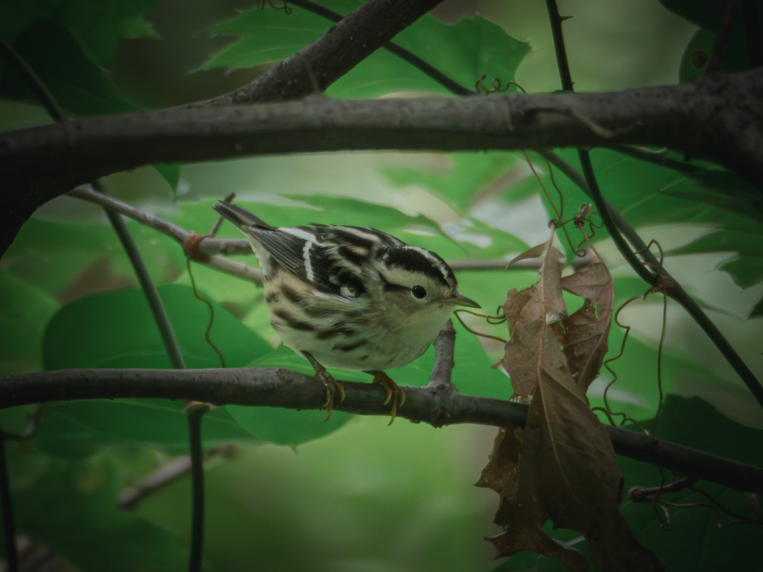 Black-and-white Warbler - ML608902464