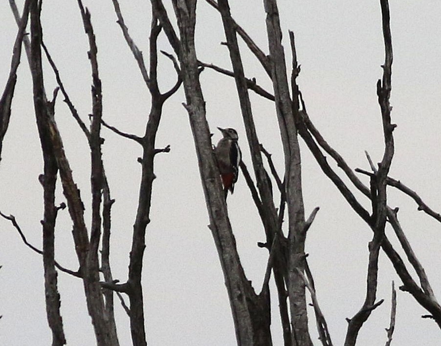 Great Spotted Woodpecker - ML608902641