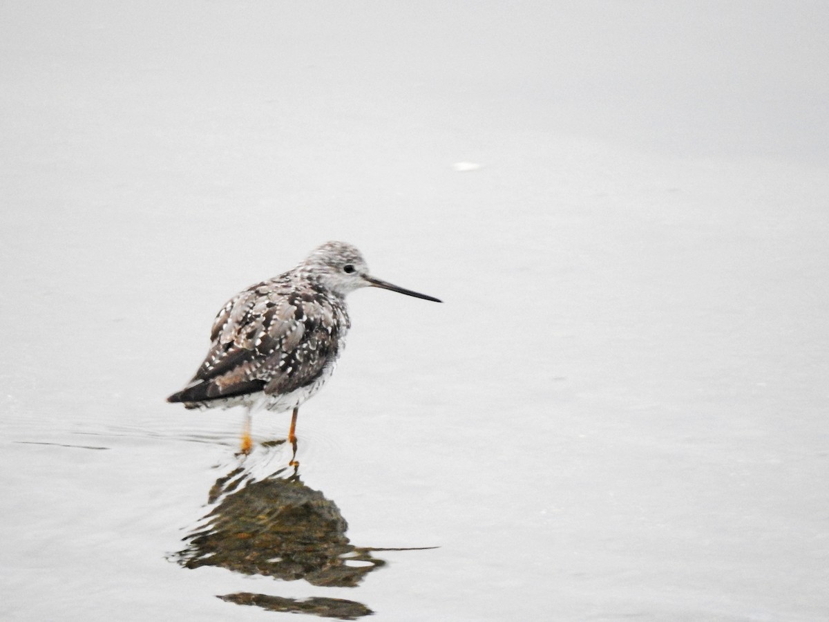 Greater Yellowlegs - ML608902873