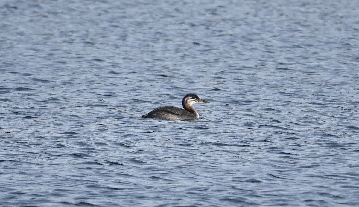Red-necked Grebe - ML608902884
