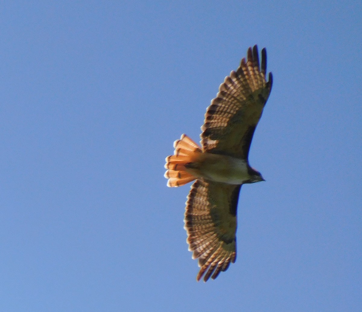 Red-tailed Hawk - ML608902993
