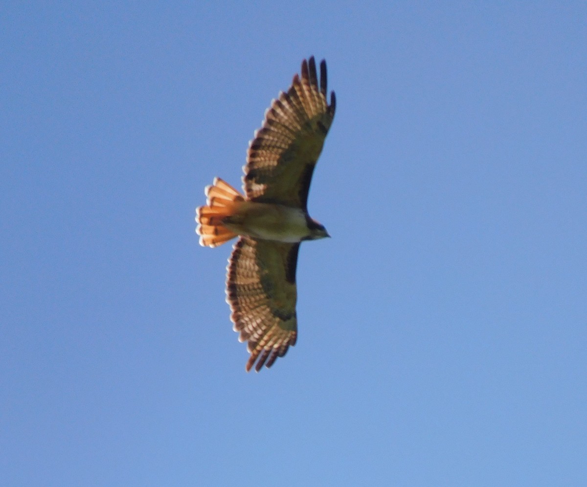 Red-tailed Hawk - ML608902998