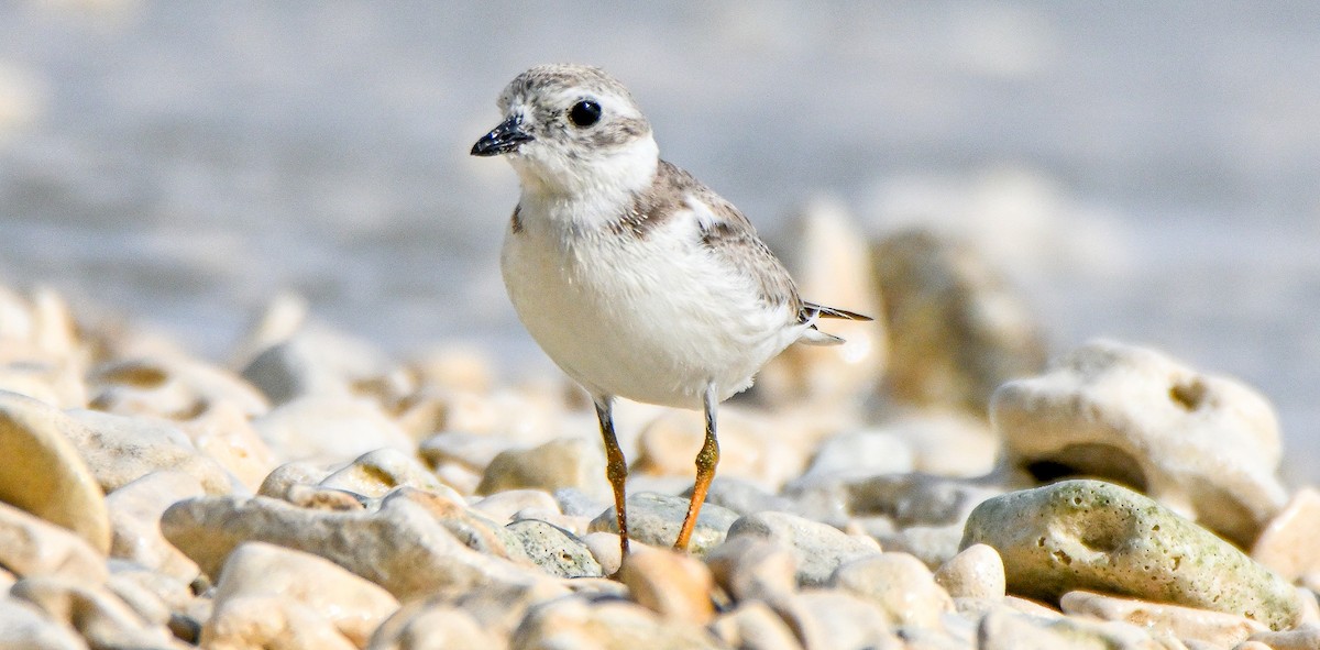 Piping Plover - ML608903025