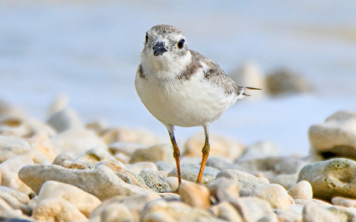 Piping Plover - ML608903026