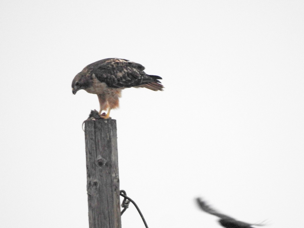 Red-tailed Hawk - ML608903102
