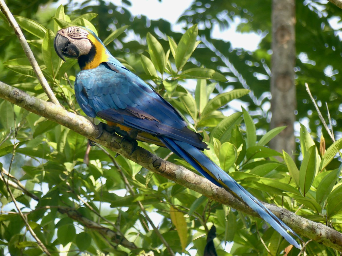 Blue-and-yellow Macaw - ML608903126