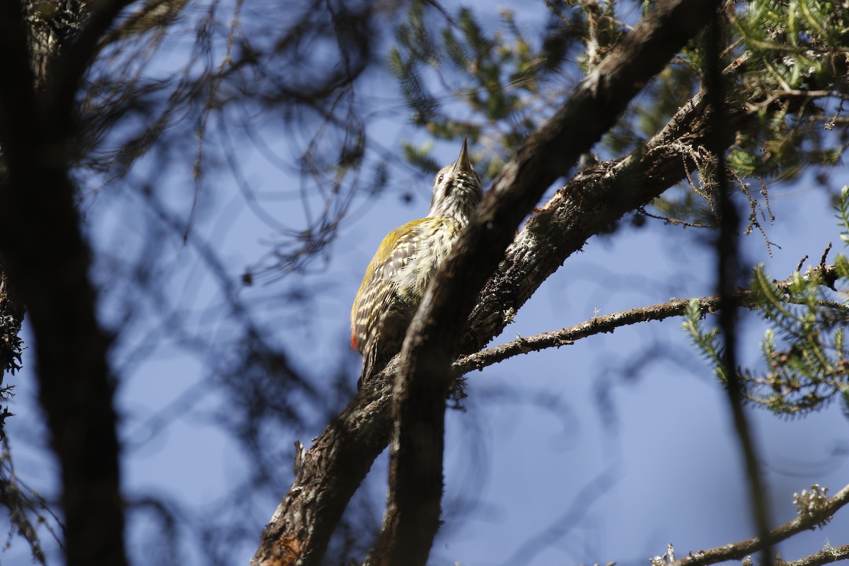 Abyssinian Woodpecker - ML608903135