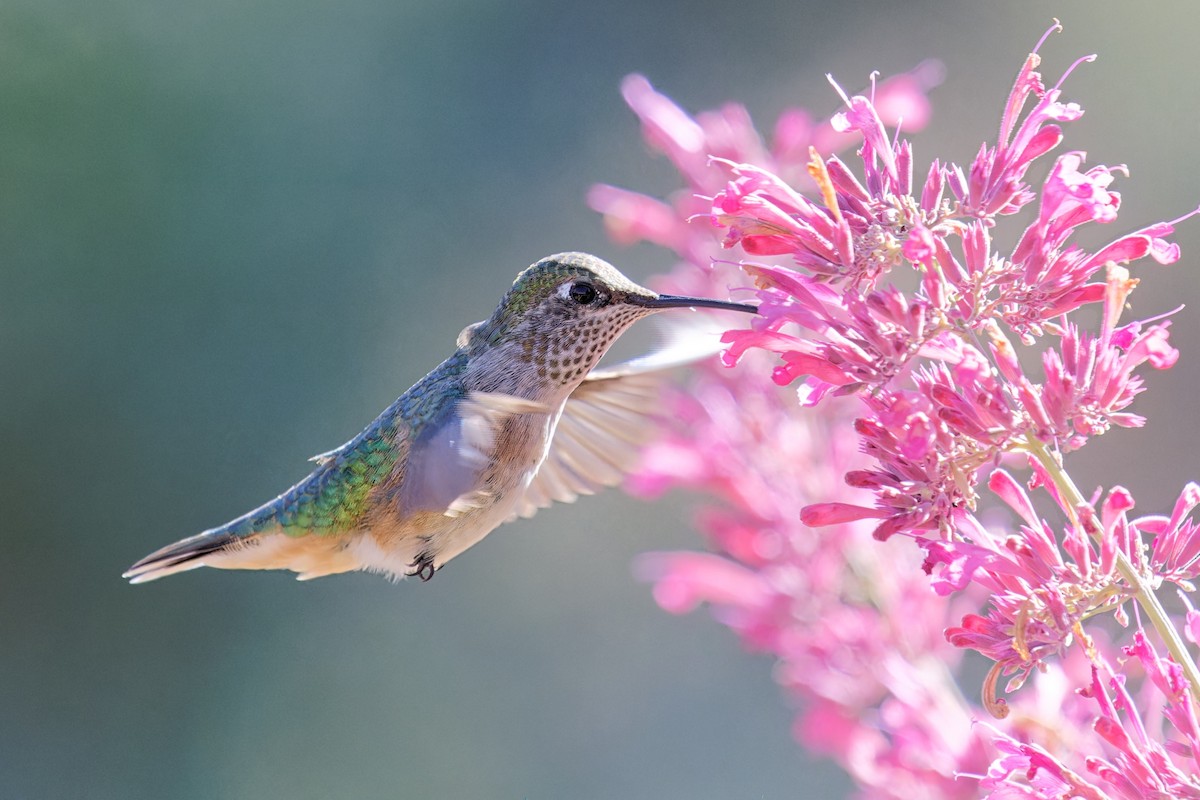Broad-tailed Hummingbird - ML608903167
