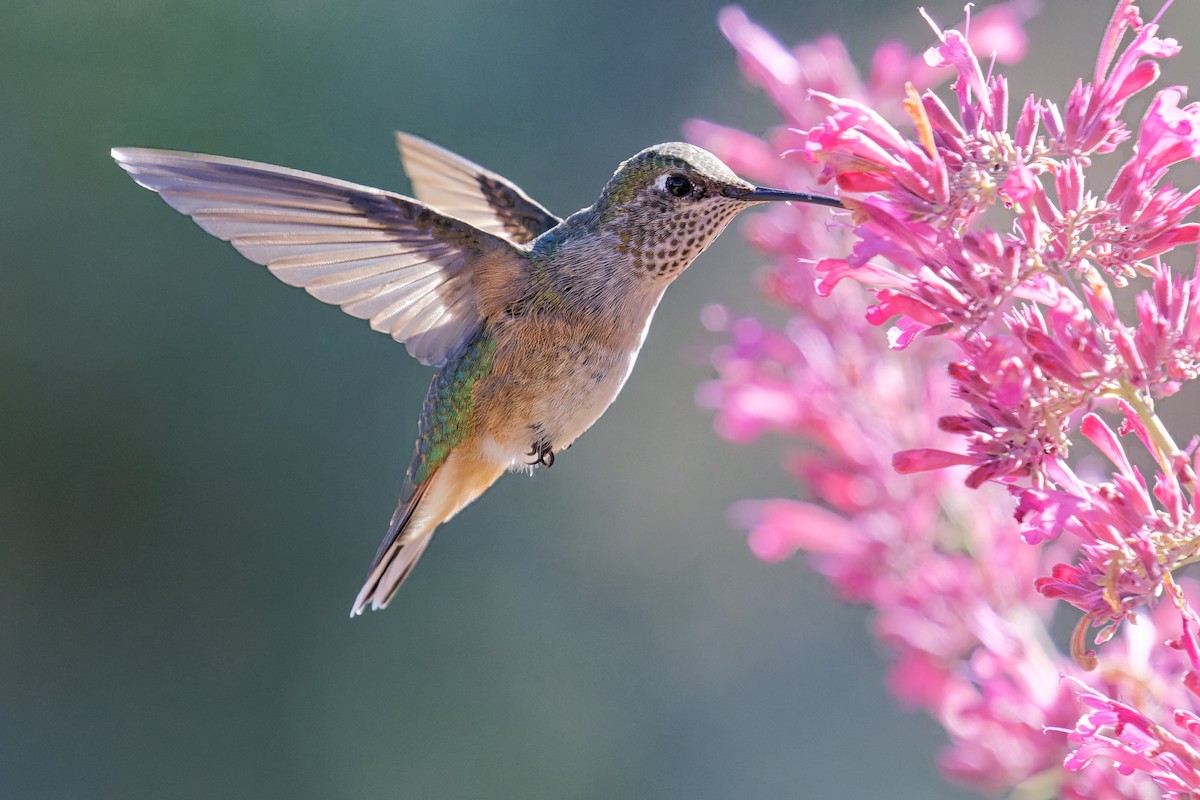 Broad-tailed Hummingbird - ML608903168