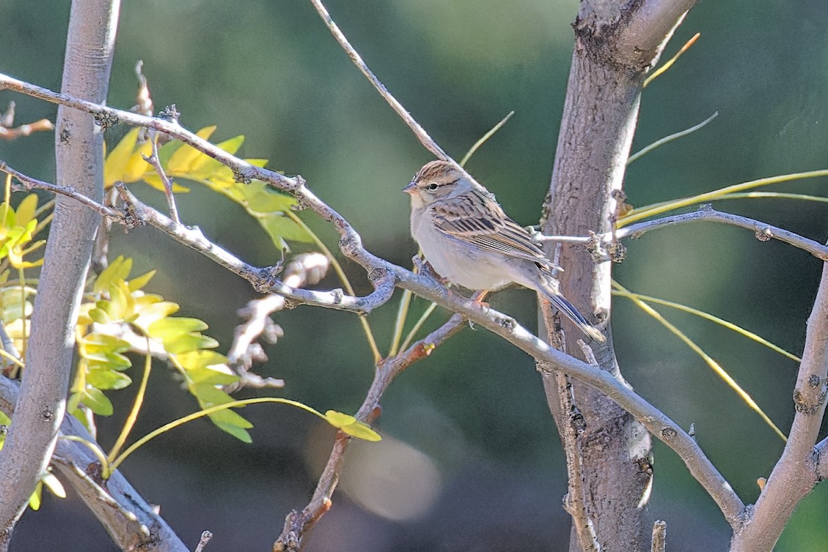 Chipping Sparrow - ML608903188