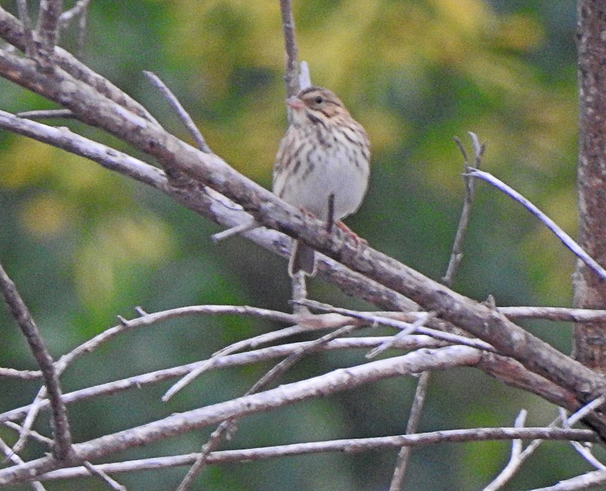 Savannah Sparrow - ML608903206