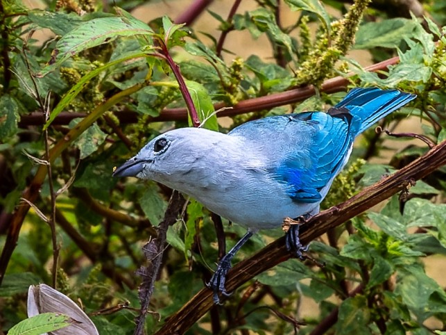 Blue-gray Tanager - ML608903207
