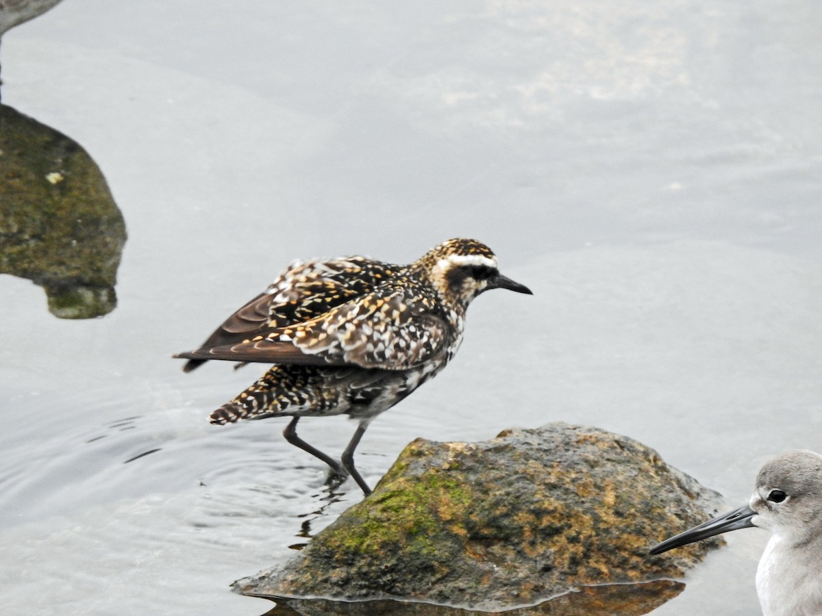 Pacific Golden-Plover - ML608903440