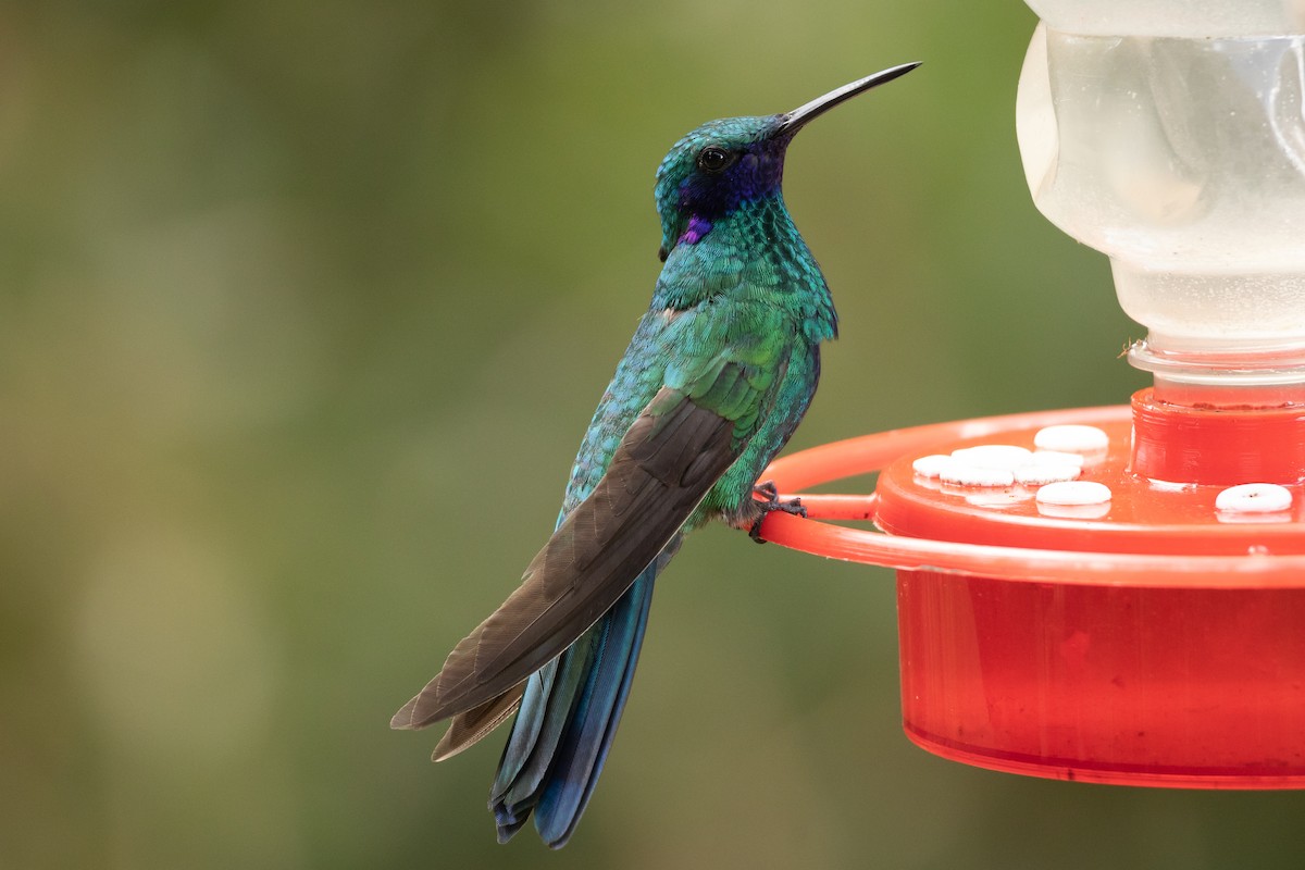 Colibri d'Anaïs - ML608903609