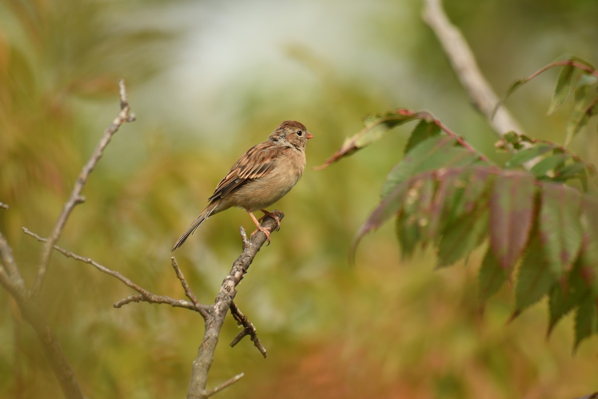 Field Sparrow - Wilmer  Fernandez