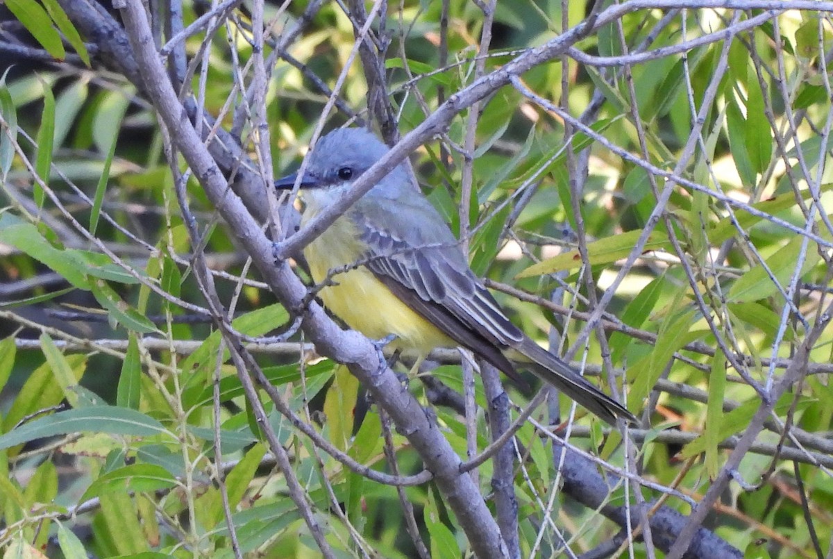 Ebird Checklist Sep Hassayampa River Preserve Species