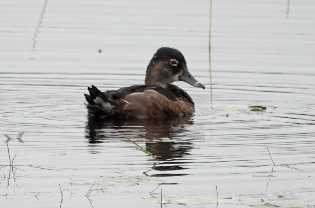 Ring-necked Duck - Peter Blancher
