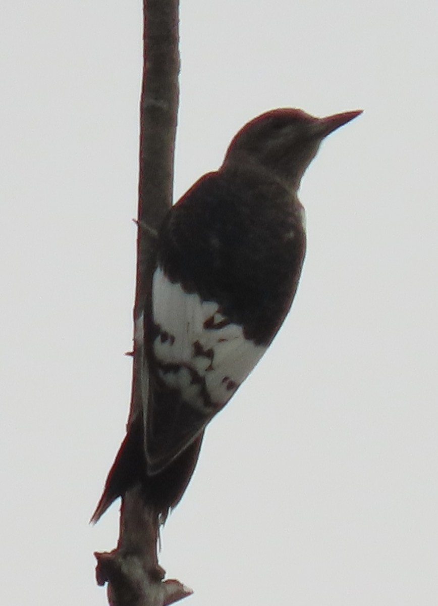 Red-headed Woodpecker - ML608904866