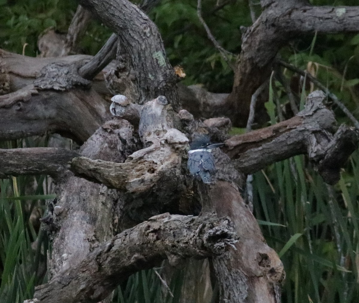 Belted Kingfisher - Kate Schnurr