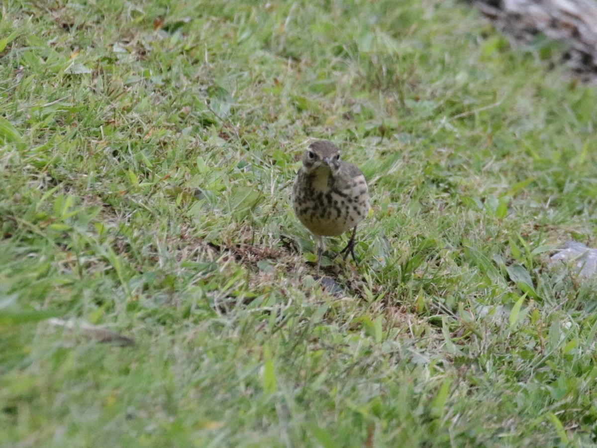 American Pipit - Kate Schnurr