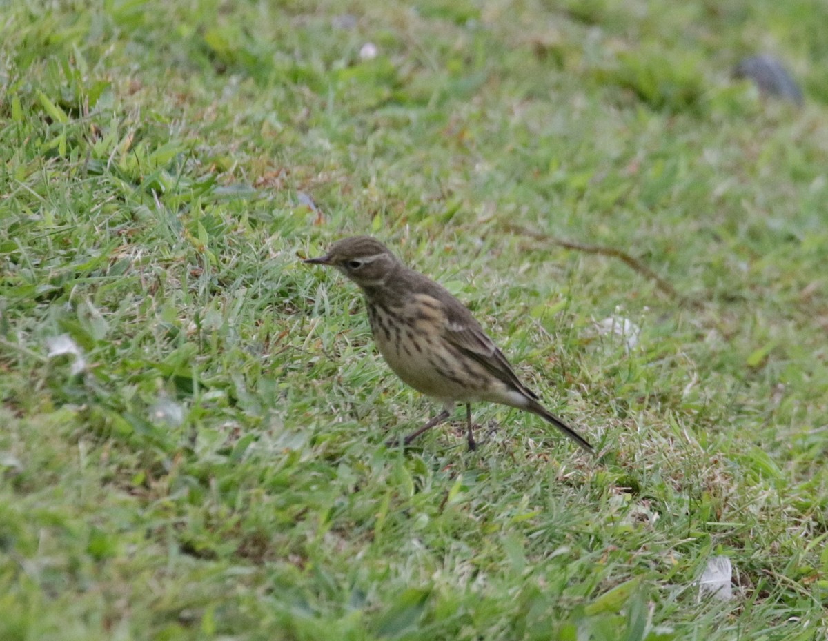 American Pipit - Kate Schnurr