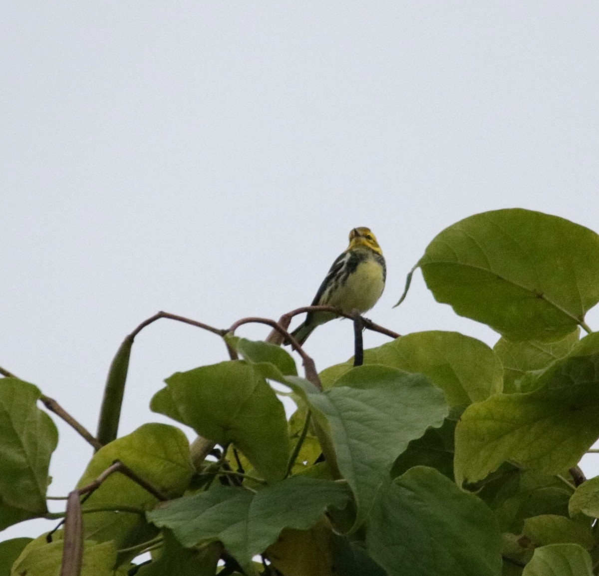 Black-throated Green Warbler - Kate Schnurr