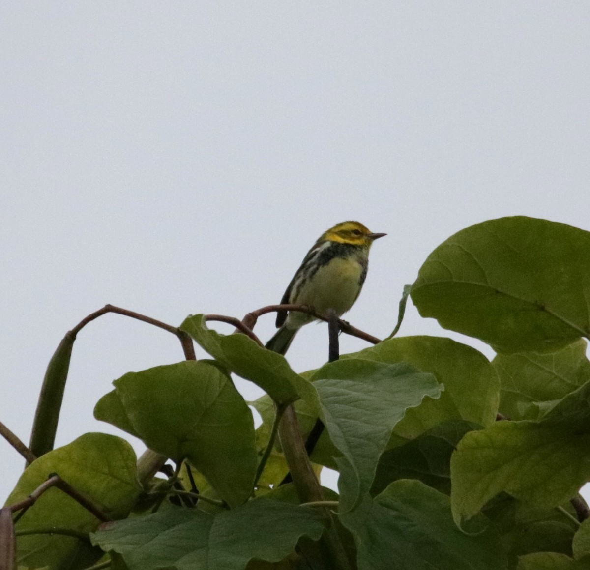 Black-throated Green Warbler - ML608904938