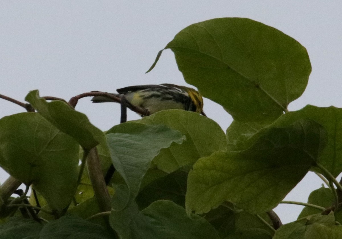 Black-throated Green Warbler - ML608904939