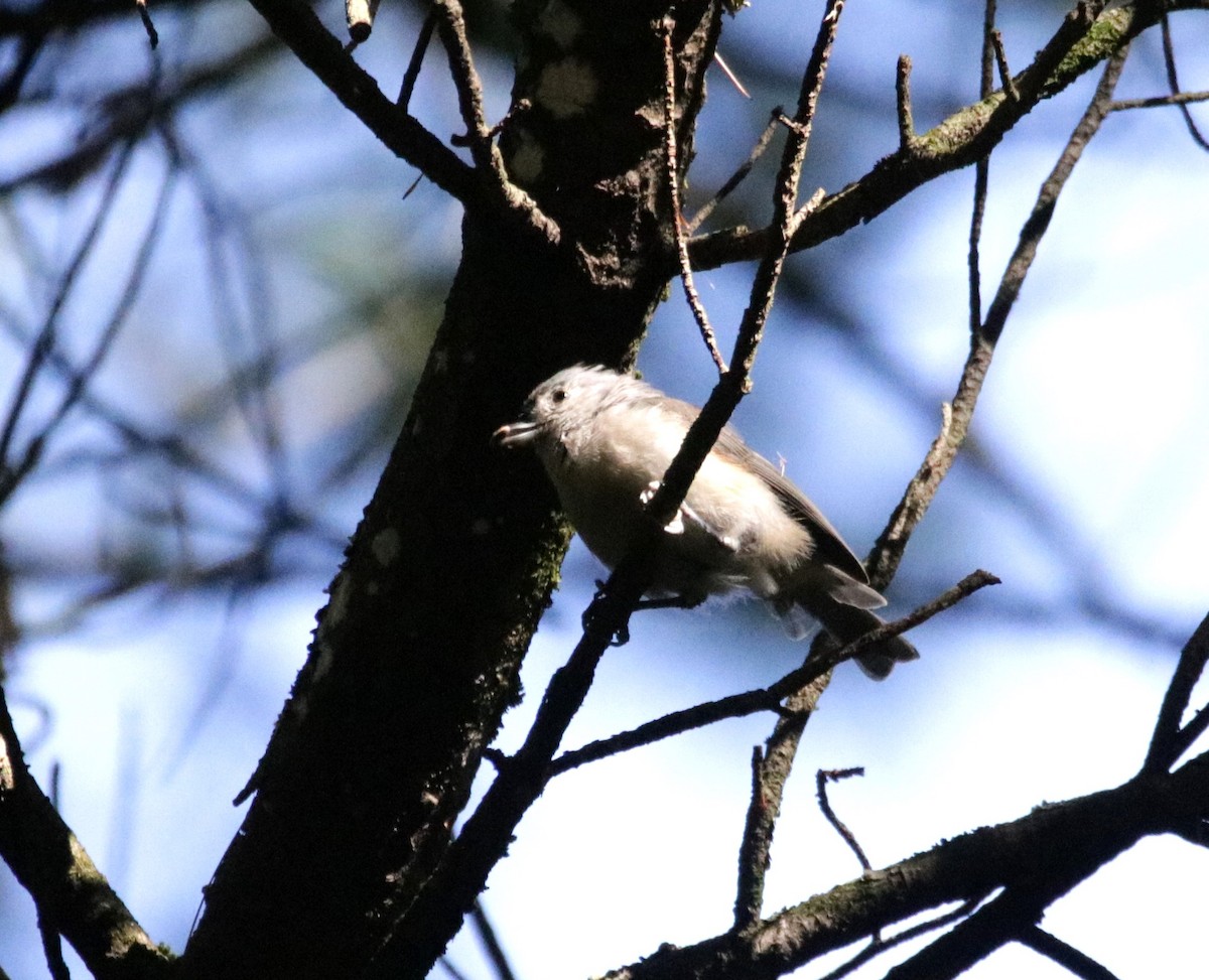 Tufted Titmouse - Kate Schnurr