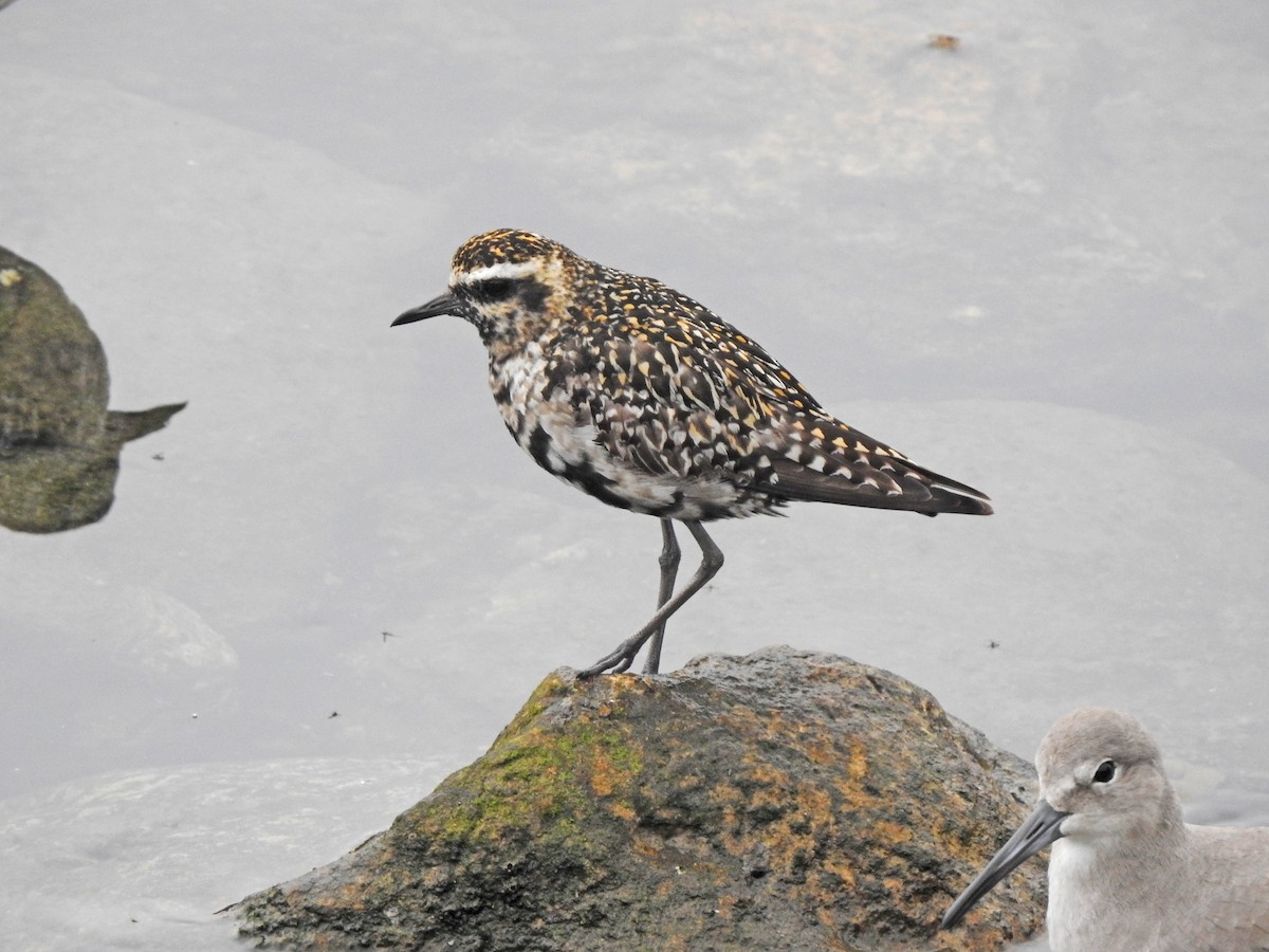 Pacific Golden-Plover - ML608905464