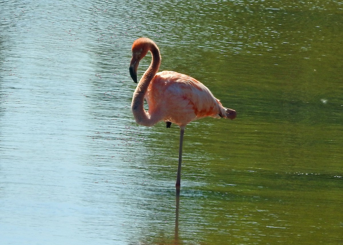 American Flamingo - ML608905670