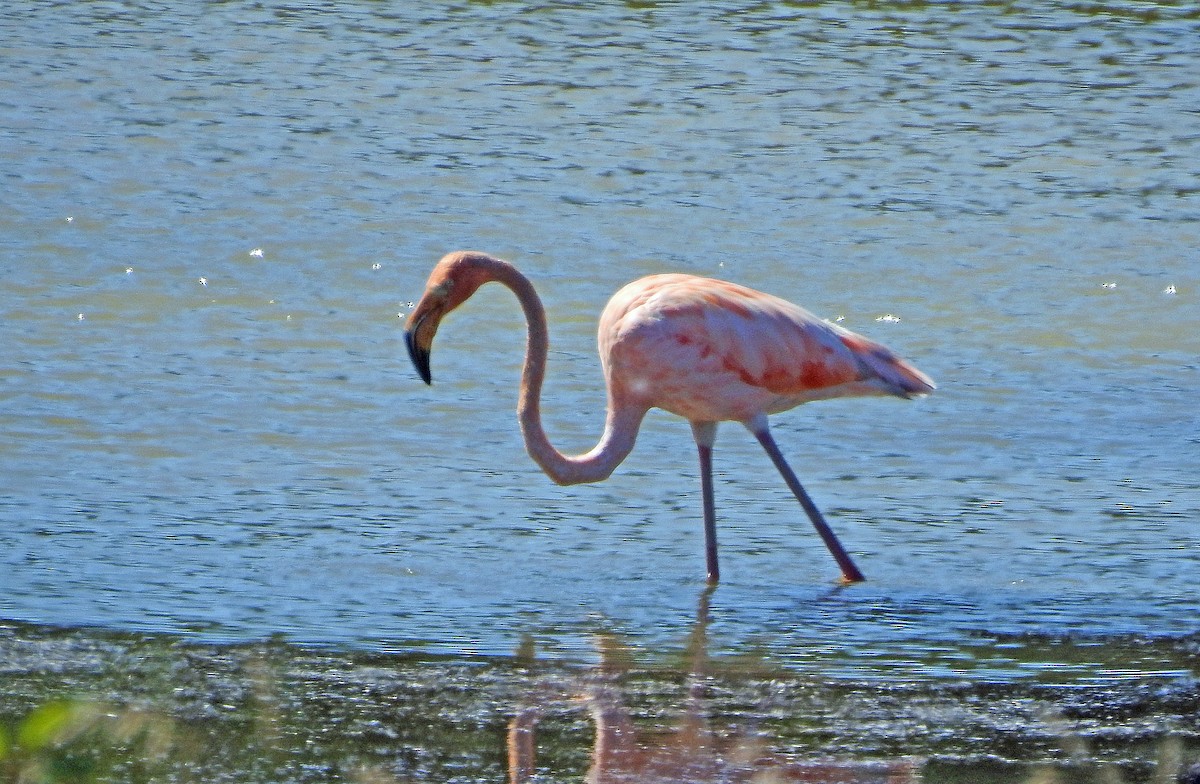 American Flamingo - Larry Meade