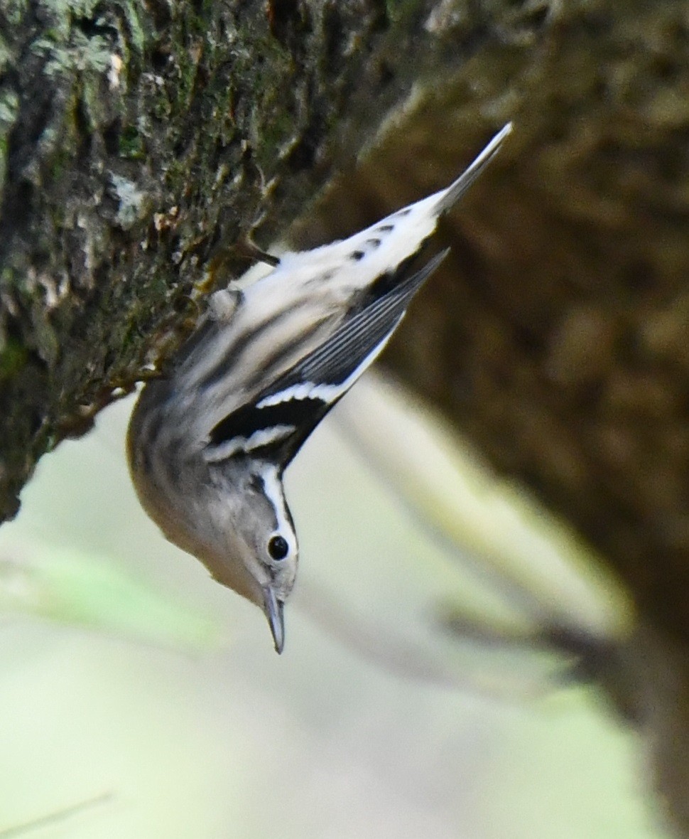 Black-and-white Warbler - ML608905827
