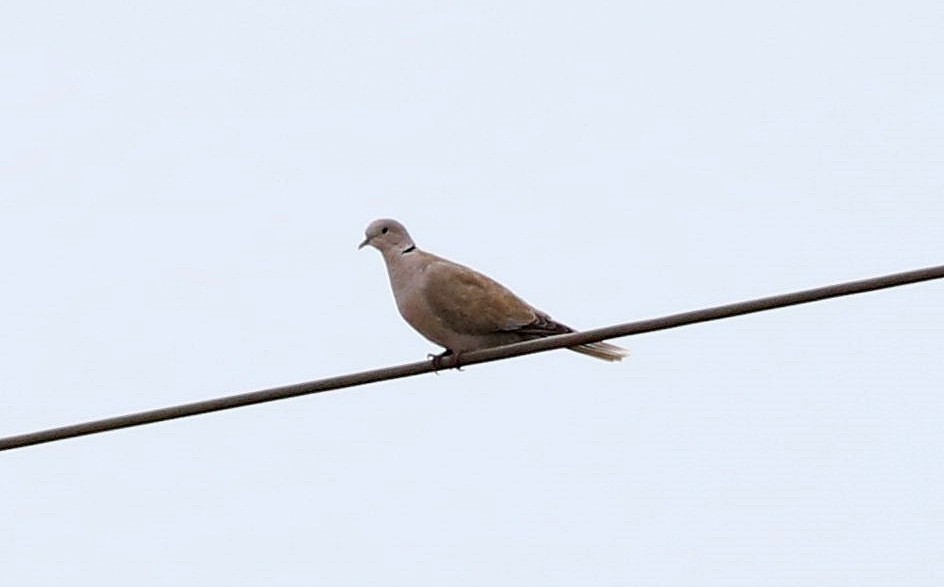 Eurasian Collared-Dove - ML608906010