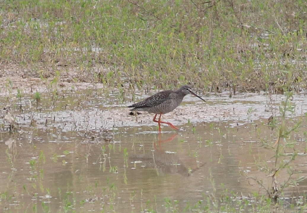Spotted Redshank - ML608906174