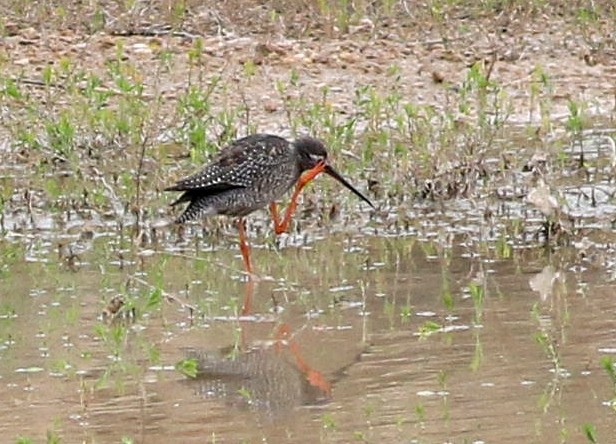 Spotted Redshank - ML608906180